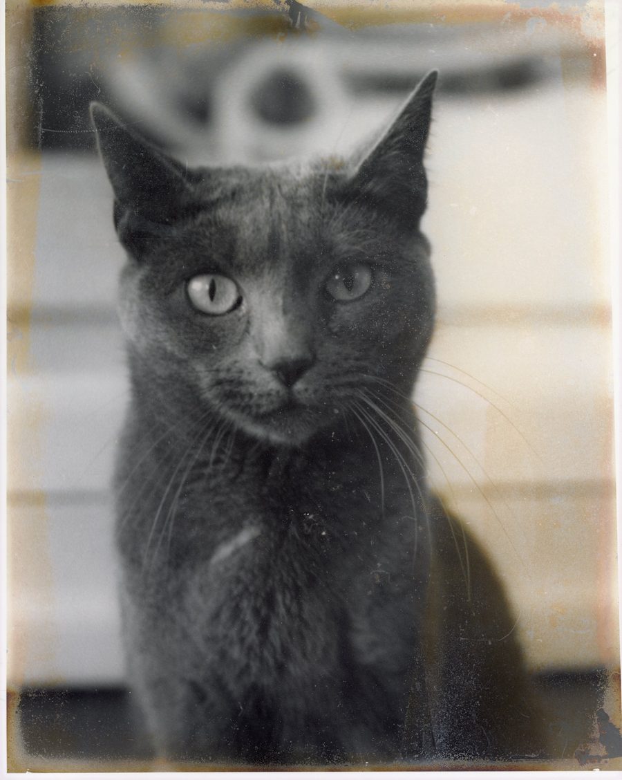 Becca-cat, a gray cat, in a black and white photograph